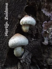 Wollige bundelzwam [Hemipholiota populnea]